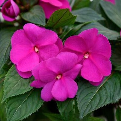 New Guinea Impatiens (Red, White, Pink, Lilac, or Coral)