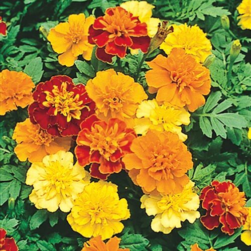 Marigolds (flat of 8 plants)