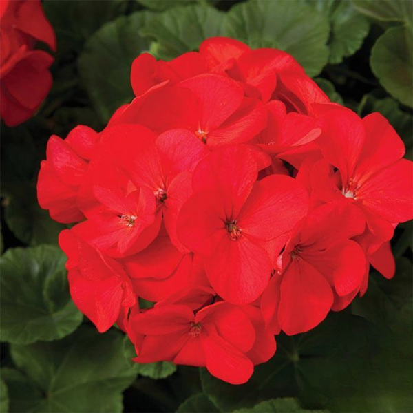 Geraniums (Red, White or Pink)